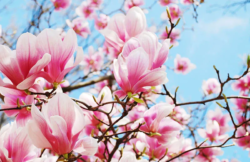 پوستر دیواری سه بعدی کد 1003
